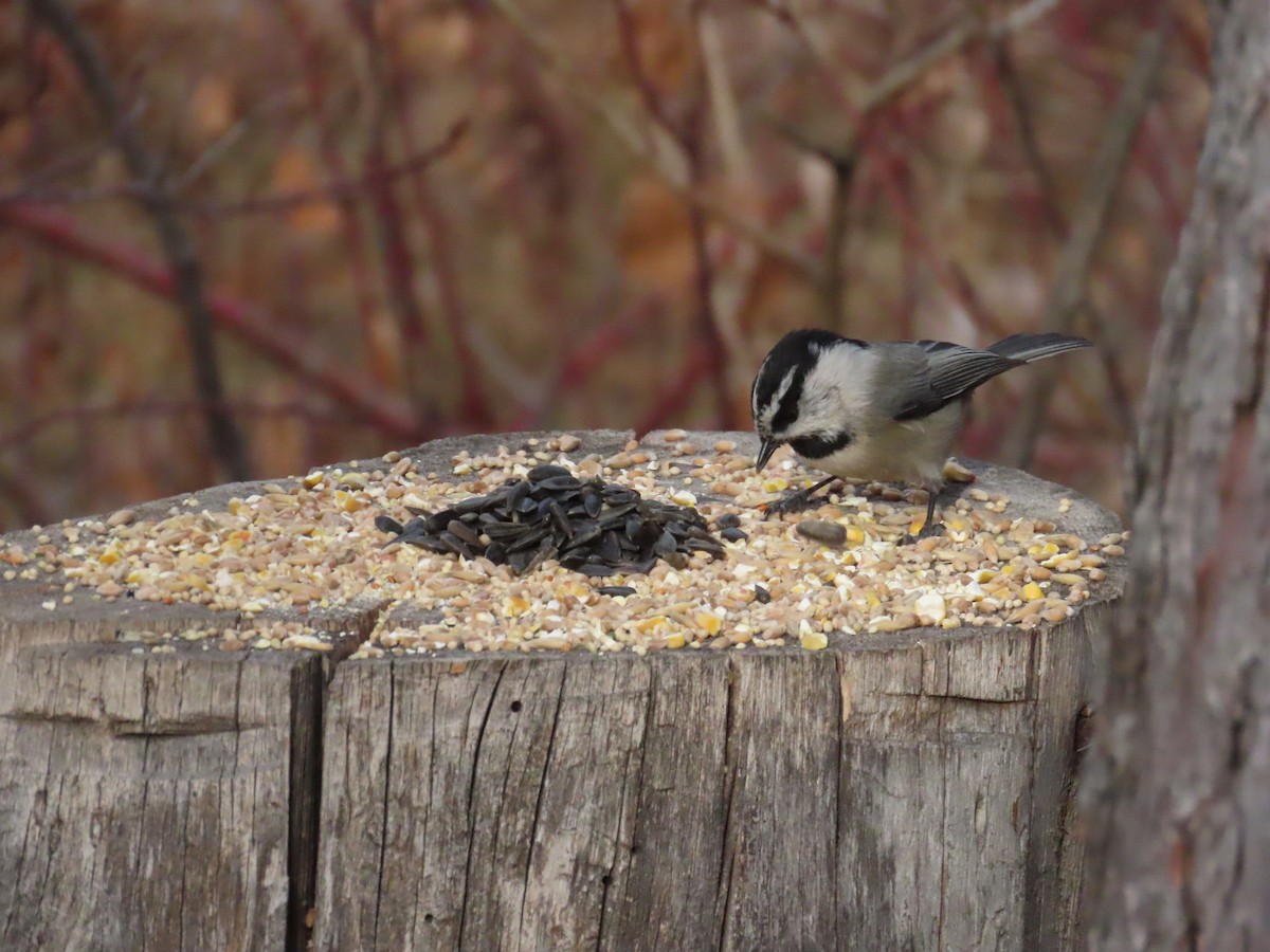 Mountain Chickadee - ML626338896