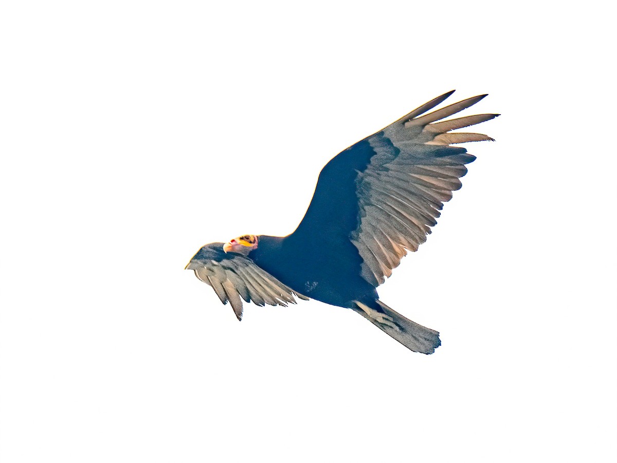 Lesser Yellow-headed Vulture - ML626338987