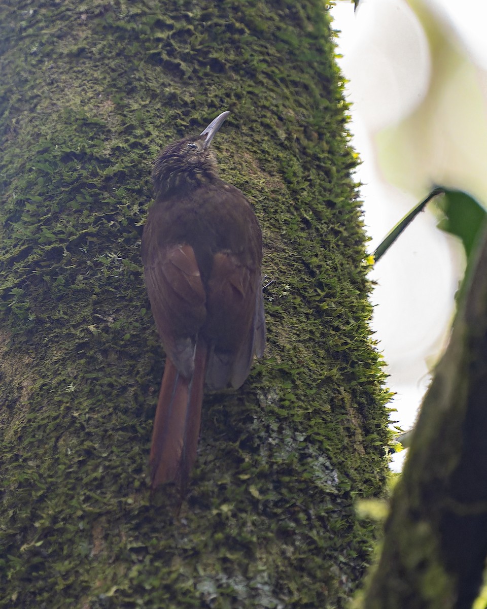 Piping Woodcreeper - ML626339043