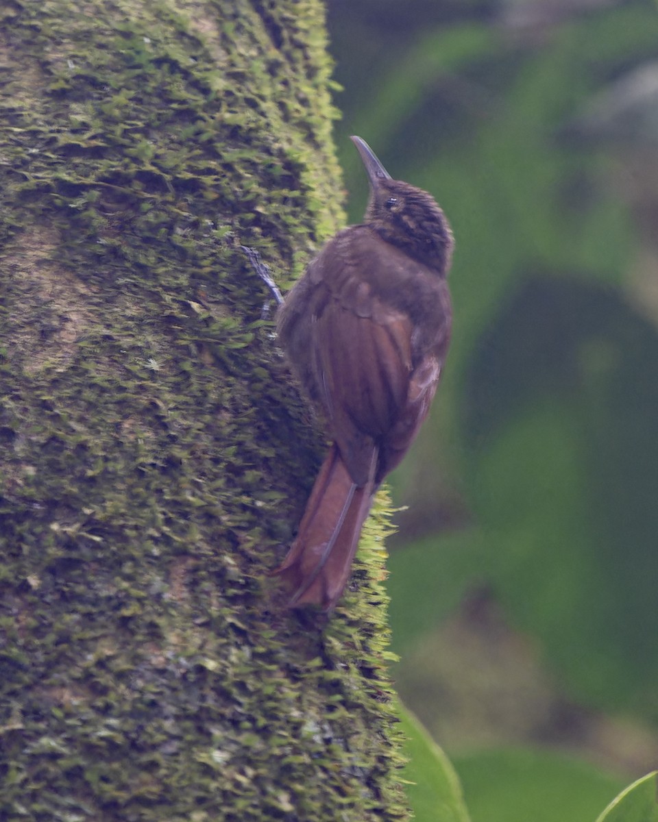 Piping Woodcreeper - ML626339044