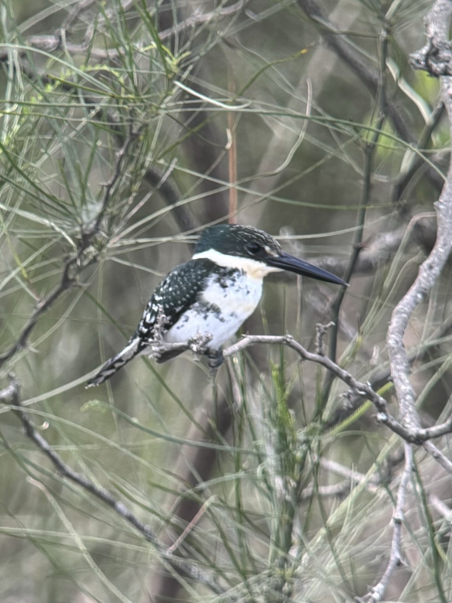 Green Kingfisher - ML626339058