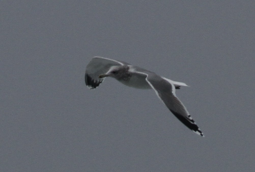 Gaviota Californiana - ML626339082