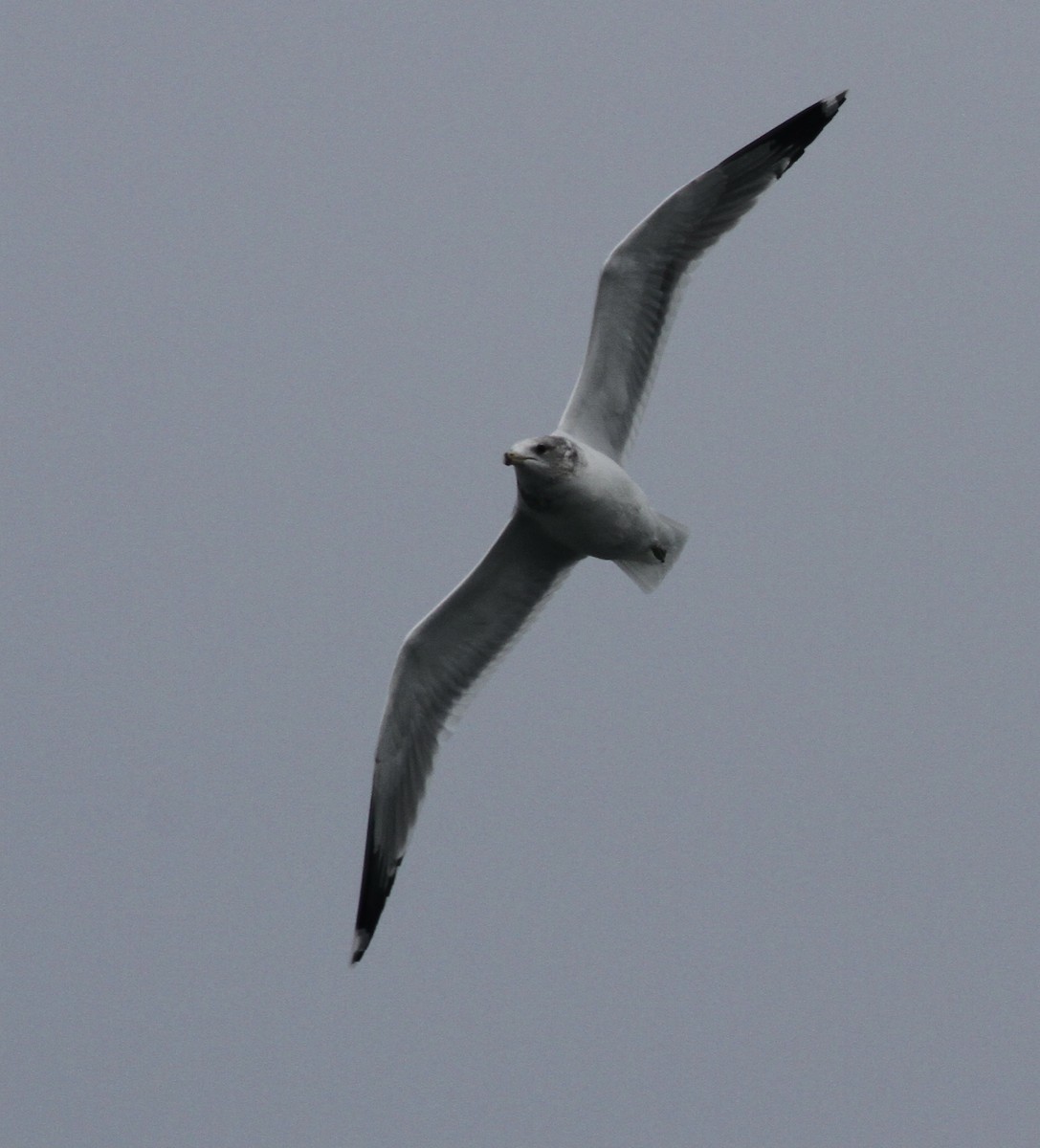 Gaviota Californiana - ML626339085