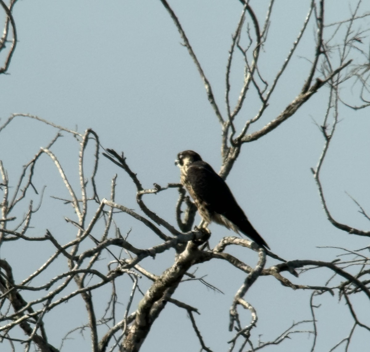 Peregrine Falcon - ML626339170