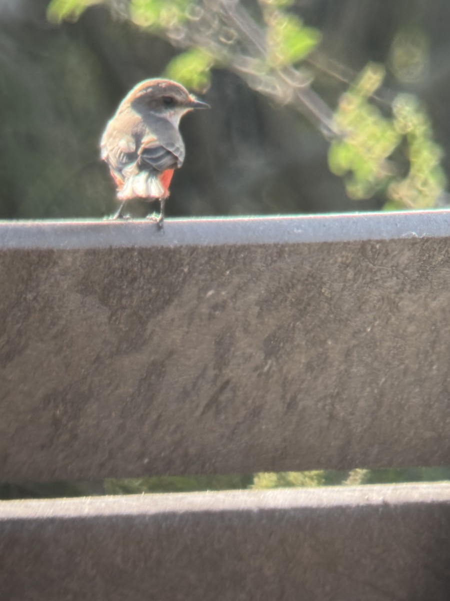 Vermilion Flycatcher - ML626339188