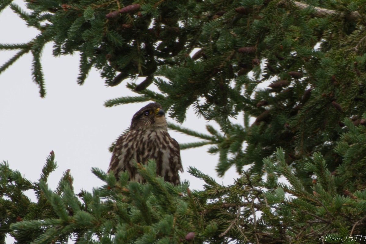 Merlin - Josée St-Hilaire