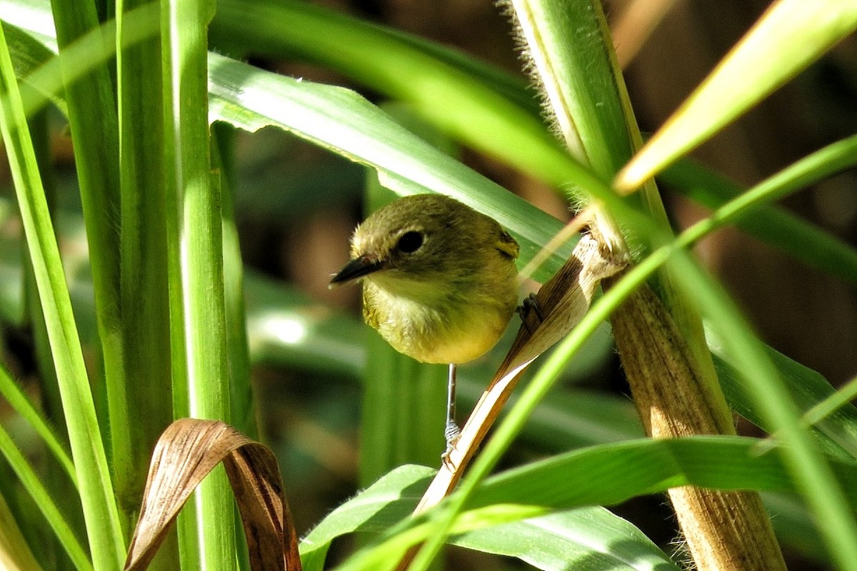 Серощёкий тоди-мухолов - ML626339366