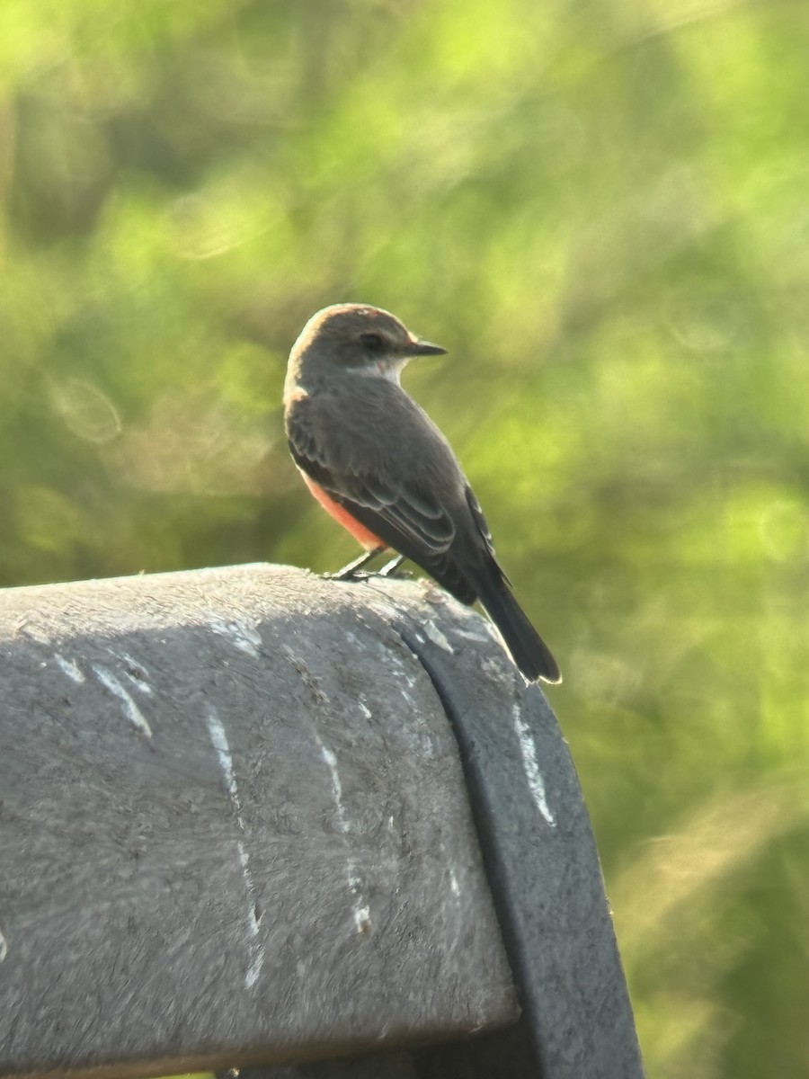 Vermilion Flycatcher - ML626339739