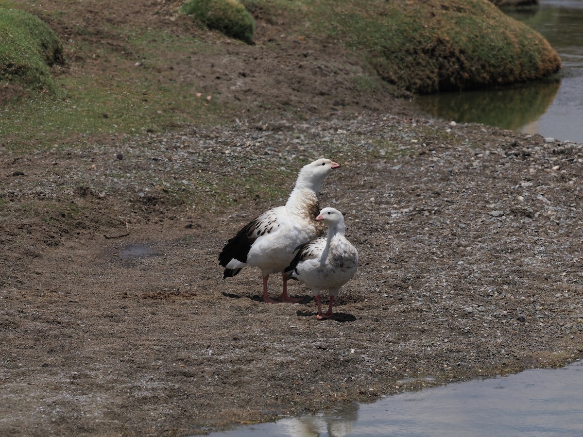 Andean Goose - ML626339955