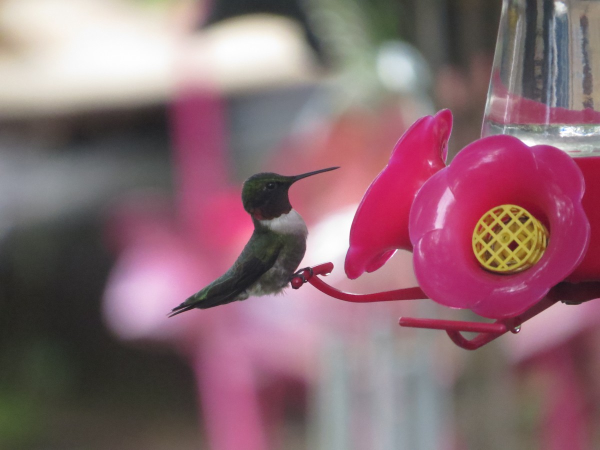 Ruby-throated Hummingbird - Matthew Garvin