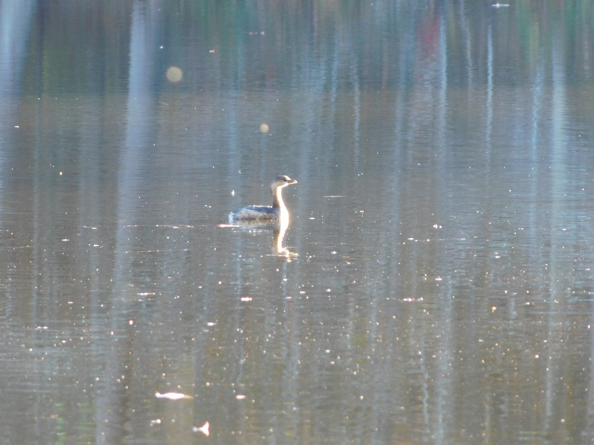 Pied-billed Grebe - ML626340016