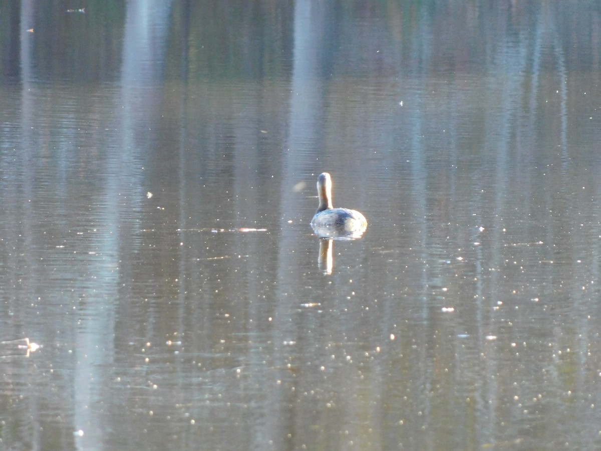 Pied-billed Grebe - ML626340017