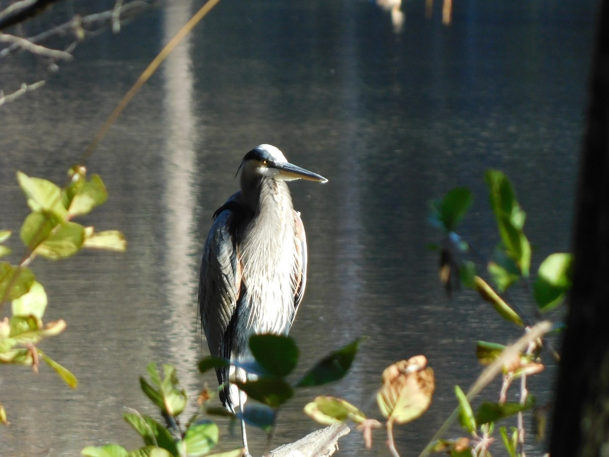 Great Blue Heron - ML626340050