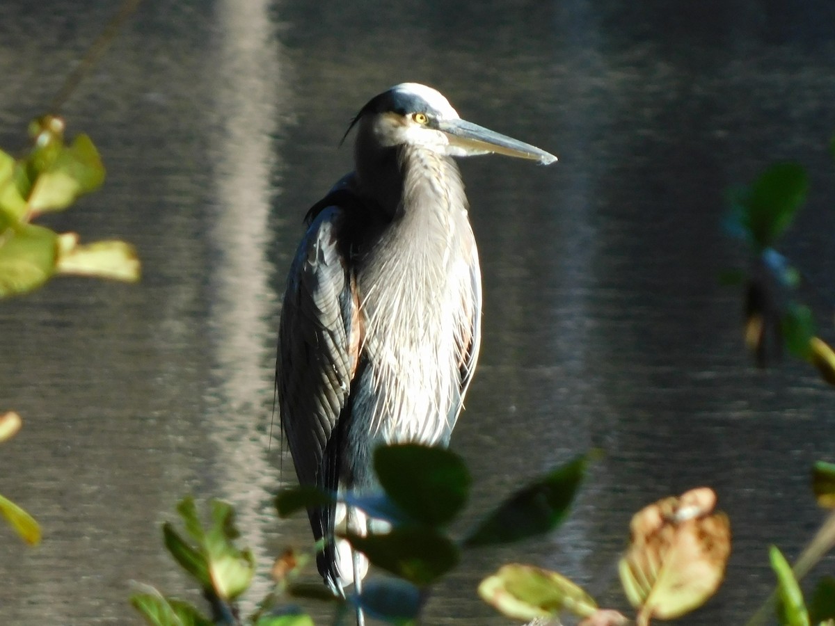 Great Blue Heron - ML626340051