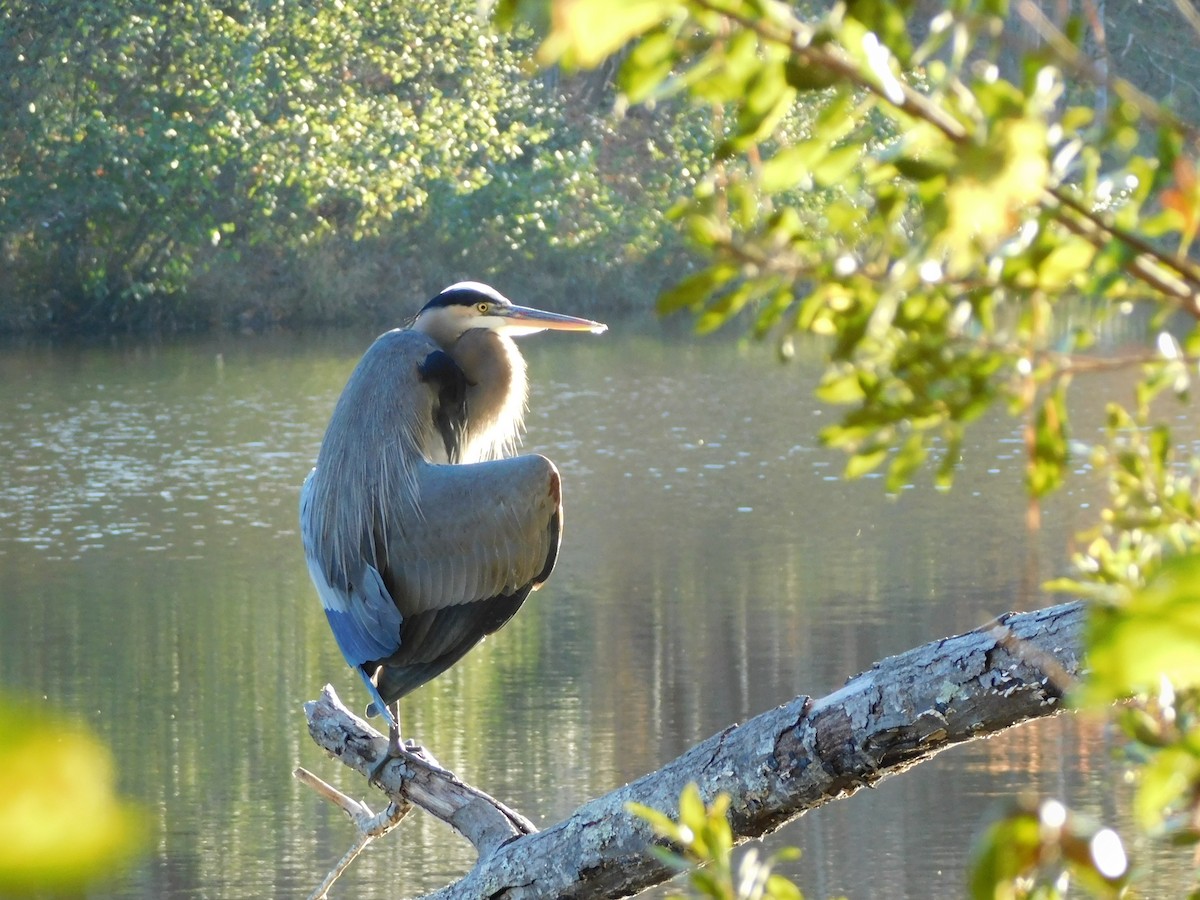 Great Blue Heron - ML626340052