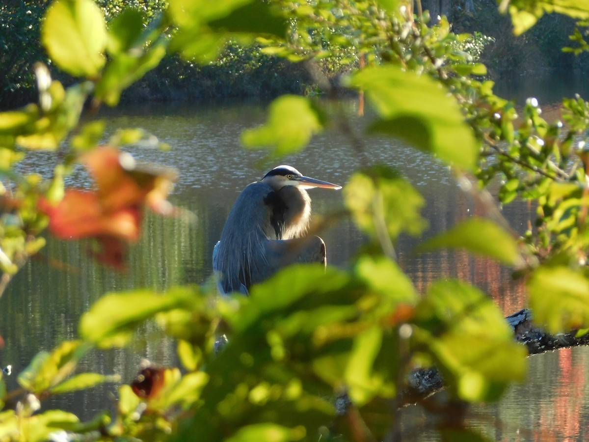 Great Blue Heron - ML626340053