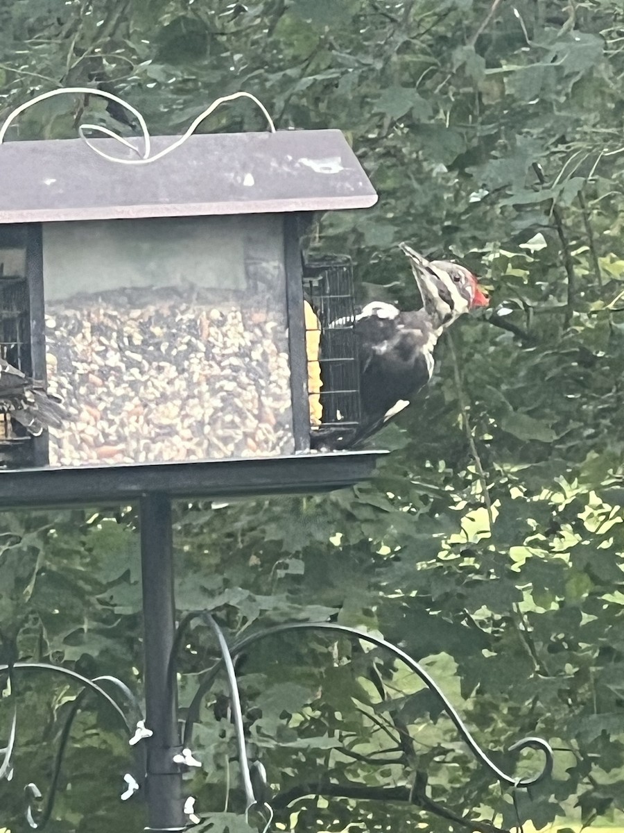 Pileated Woodpecker - ML626340082
