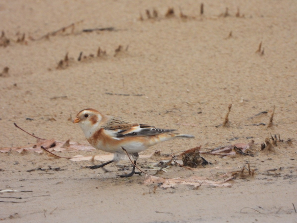 Snow Bunting - ML626340157