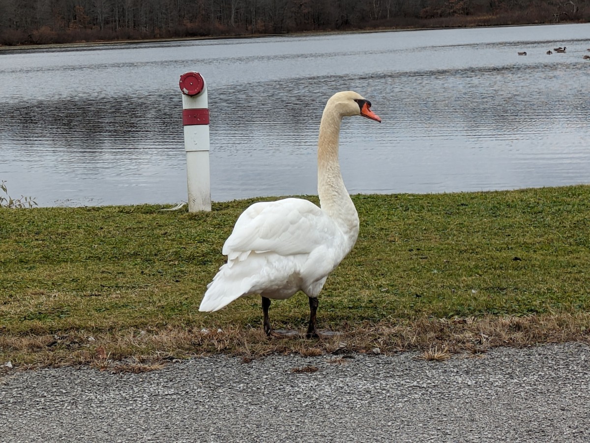 labuť velká - ML626340224