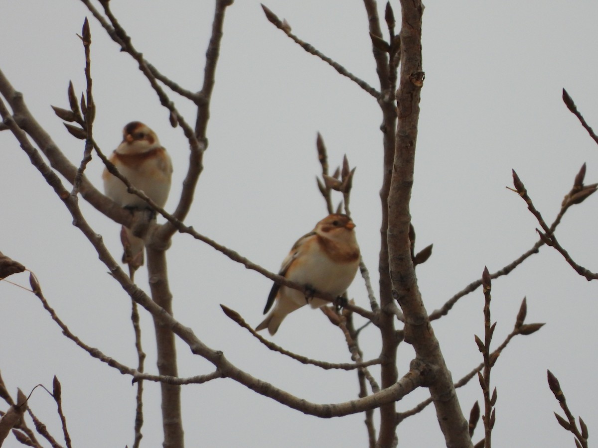Snow Bunting - ML626340243
