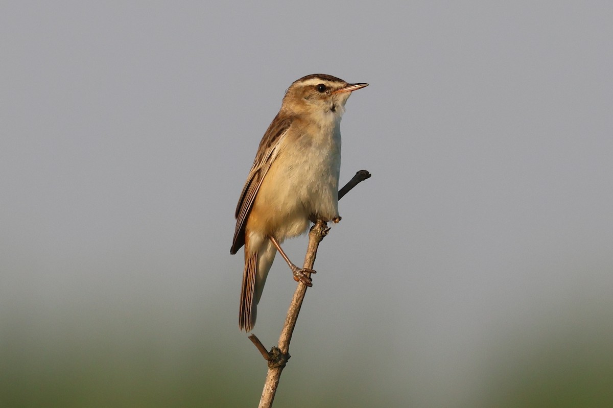 Sedge Warbler - ML626340257