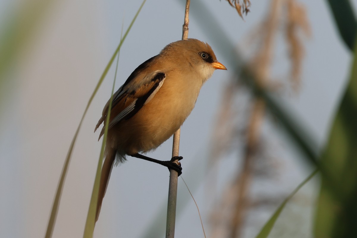 Bearded Reedling - ML626340271