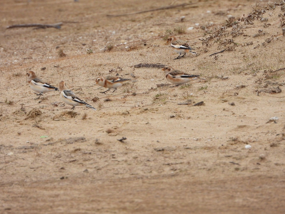 Snow Bunting - ML626340280