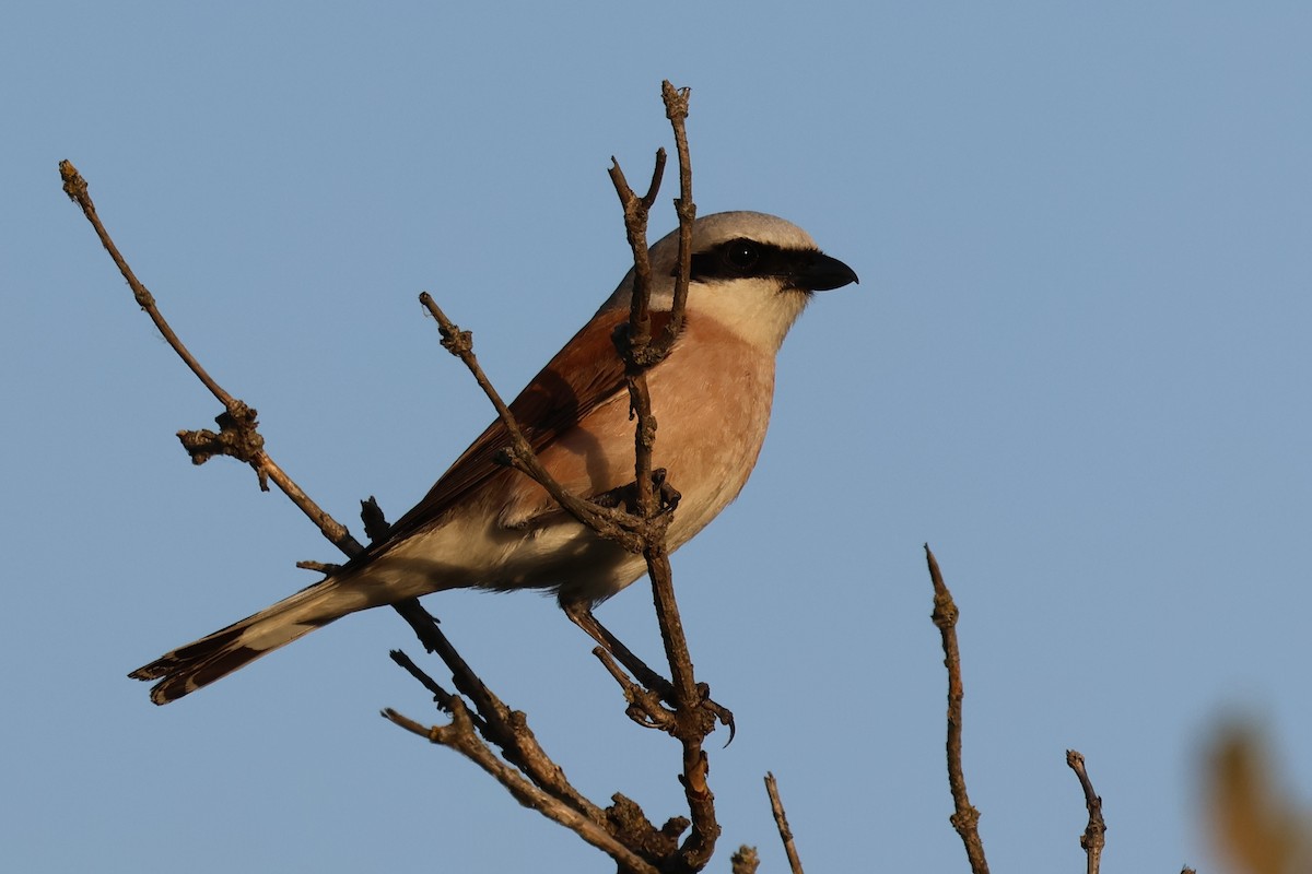 Red-backed Shrike - ML626340301