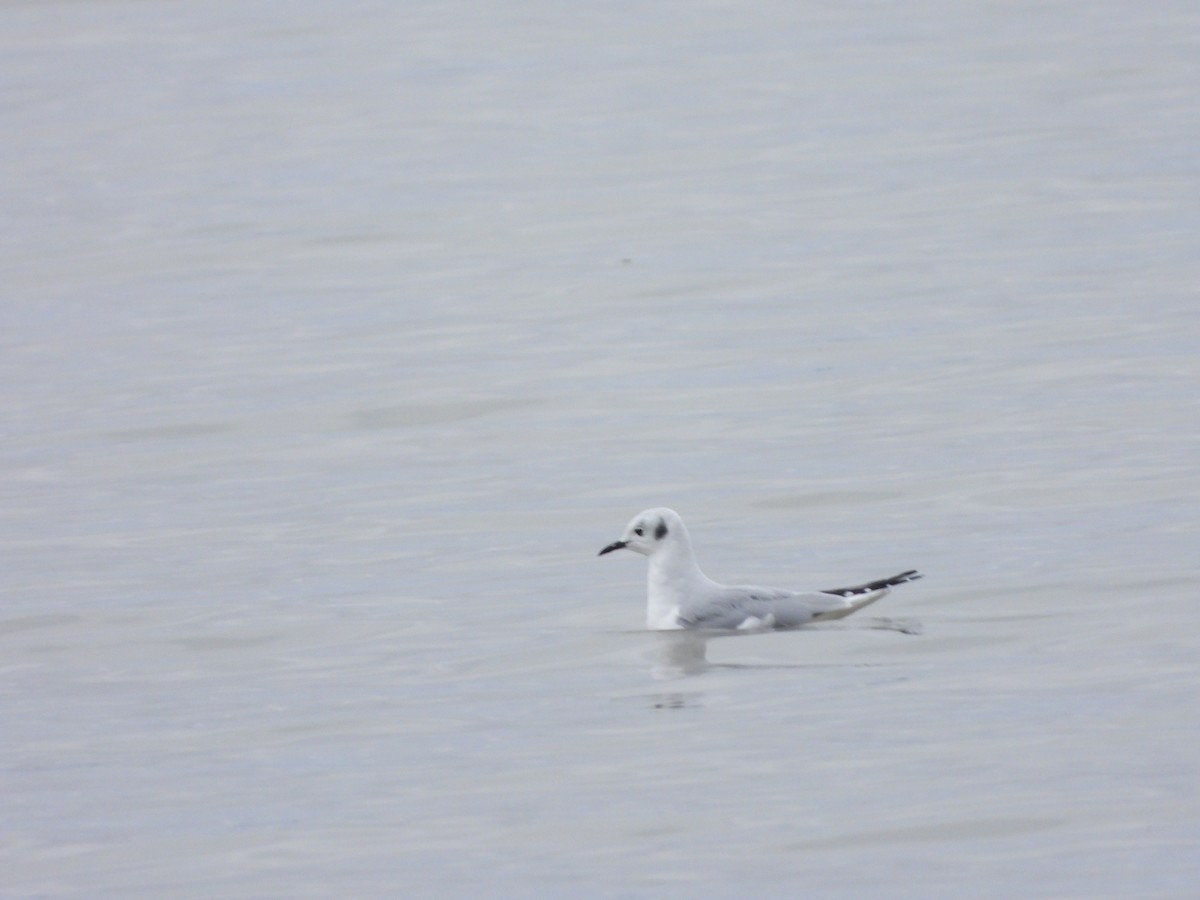 Bonaparte's Gull - ML626340344
