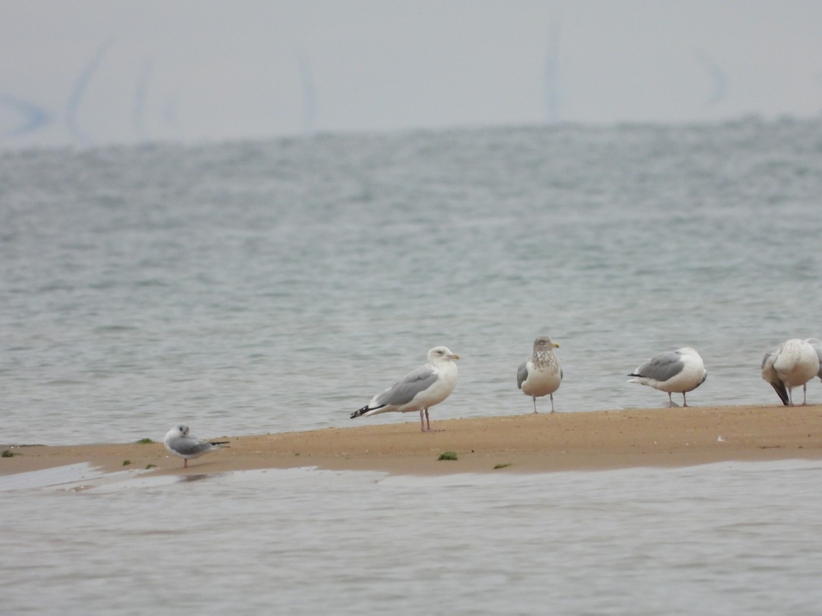 American Herring Gull - ML626340365