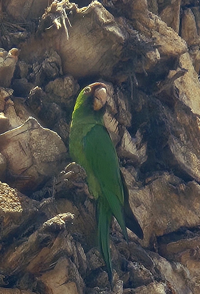 Red-masked Parakeet - ML626340379