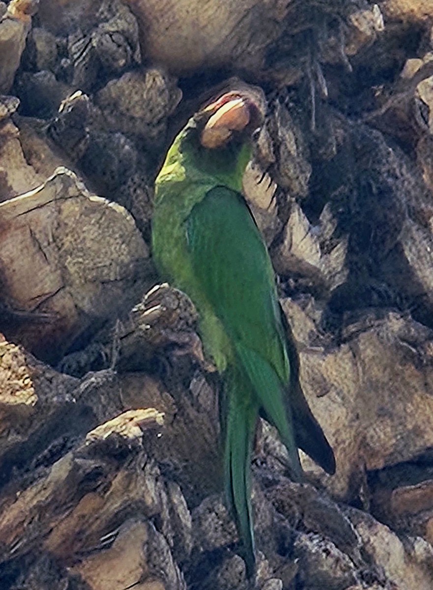Red-masked Parakeet - ML626340383