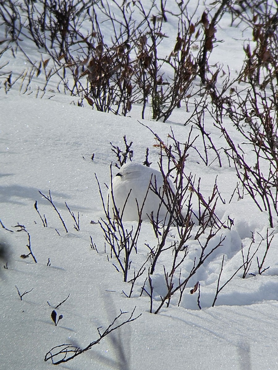 White-tailed Ptarmigan - ML626340639