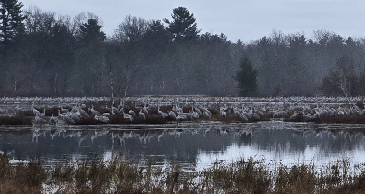 Sandhill Crane - ML626340822