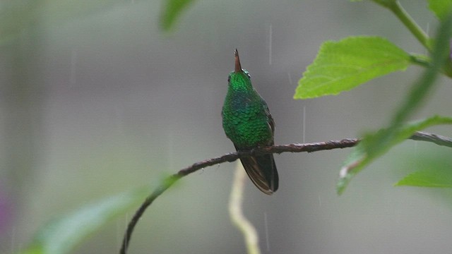 Blue-vented Hummingbird - ML626340883
