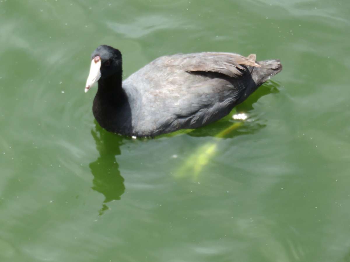 American Coot (Red-shielded) - Kevin Burns
