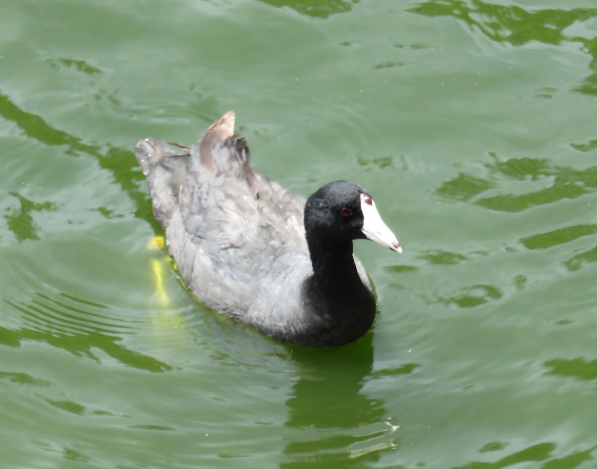 American Coot (Red-shielded) - ML626340997