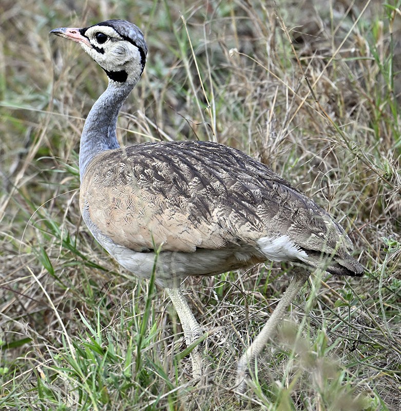 White-bellied Bustard - ML626341242