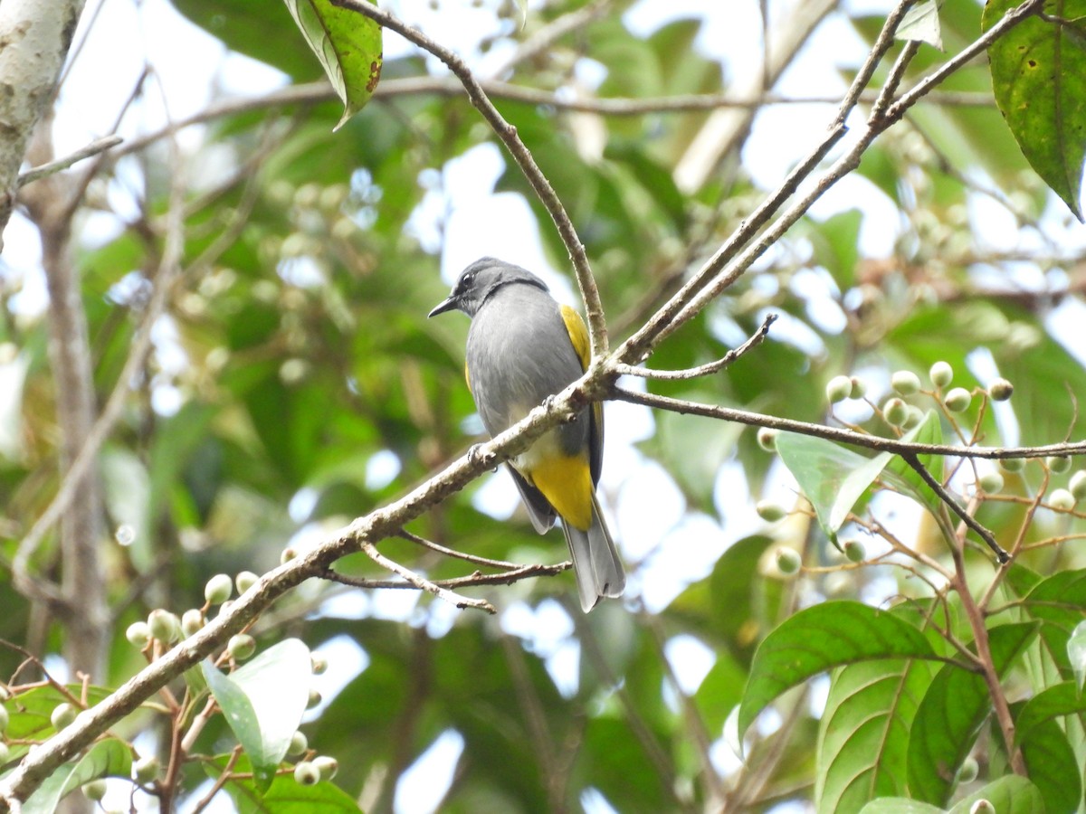 Gray-bellied Bulbul - ML626341291