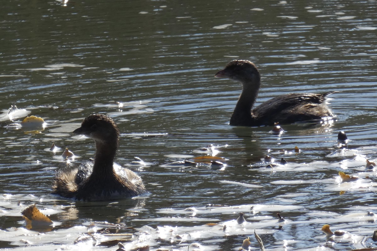 Pied-billed Grebe - ML626341302