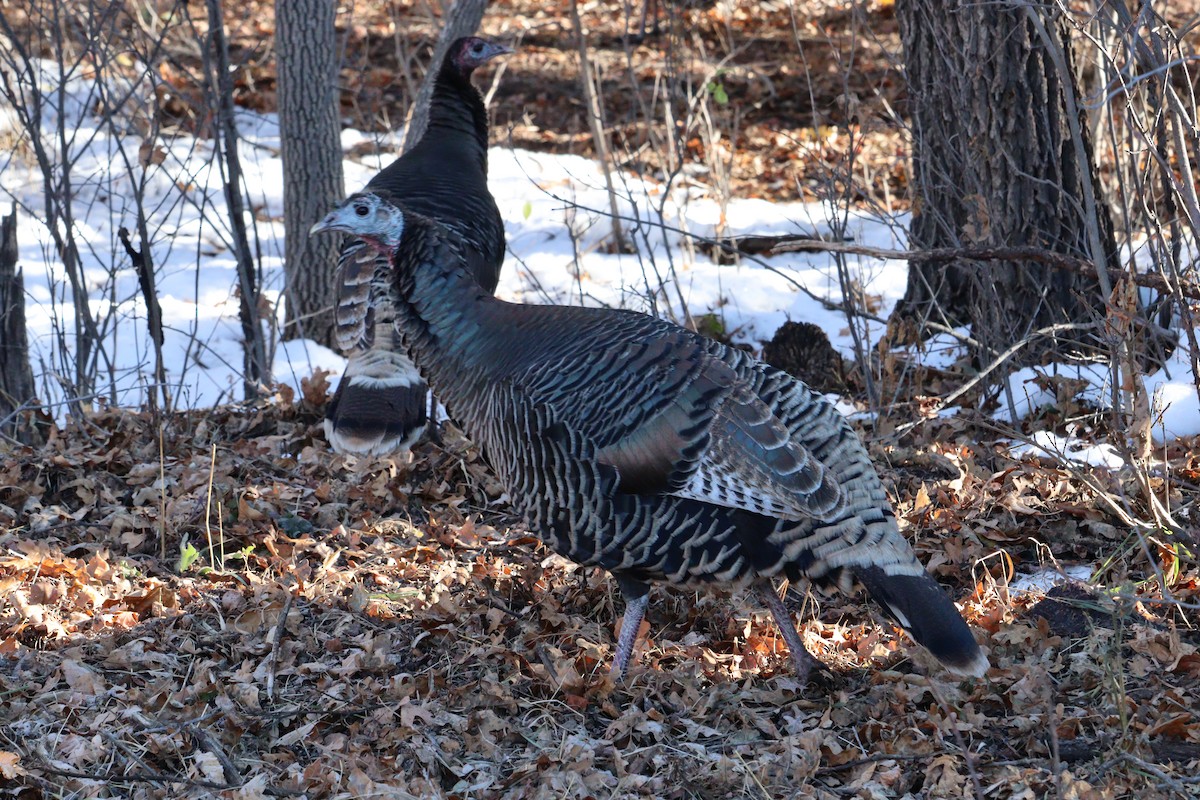 Wild Turkey - ML626341313
