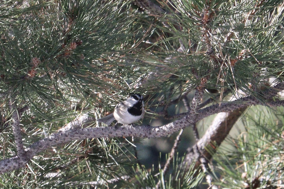 Mountain Chickadee - ML626341317
