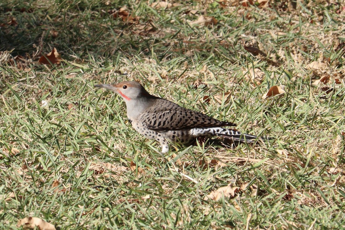 Northern Flicker (Red-shafted) - ML626341333