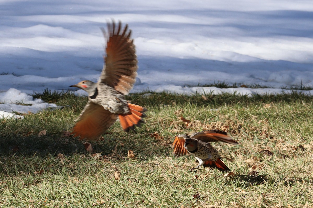 Northern Flicker (Red-shafted) - ML626341334