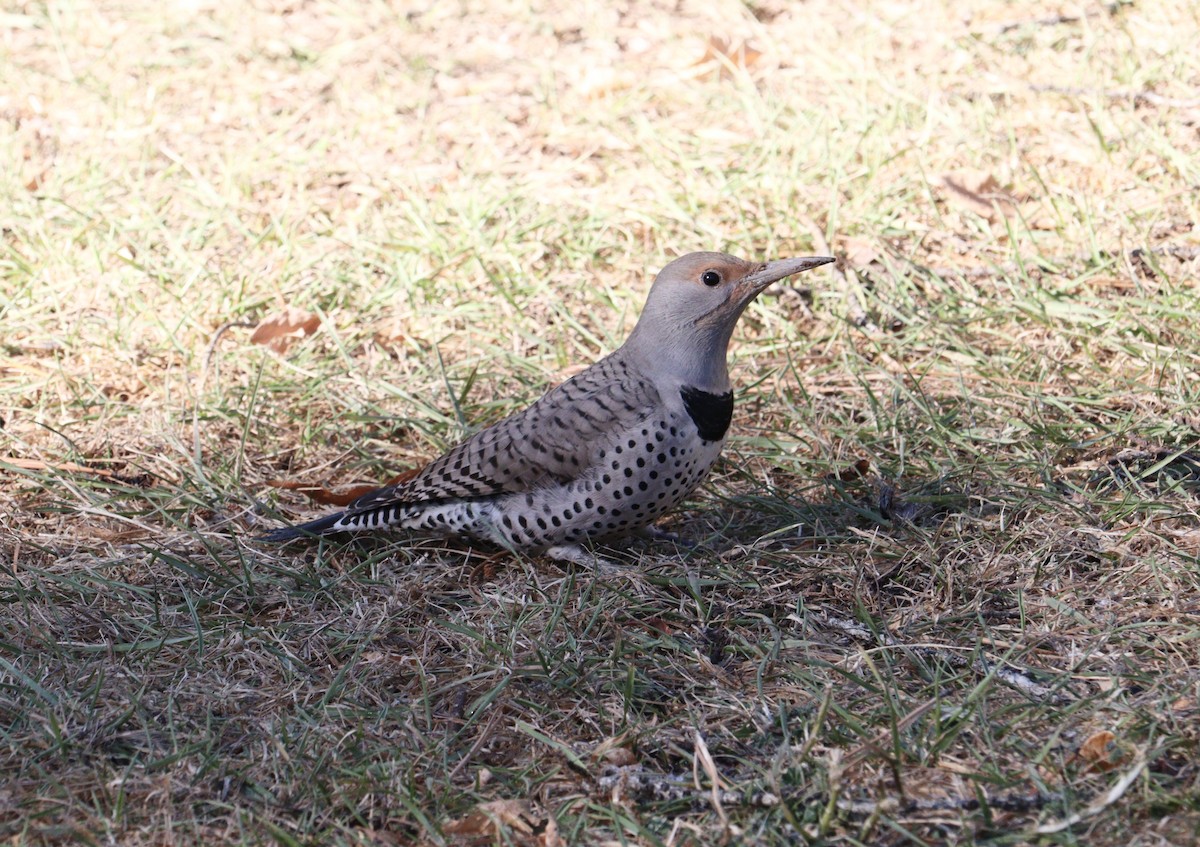 Northern Flicker (Red-shafted) - ML626341335