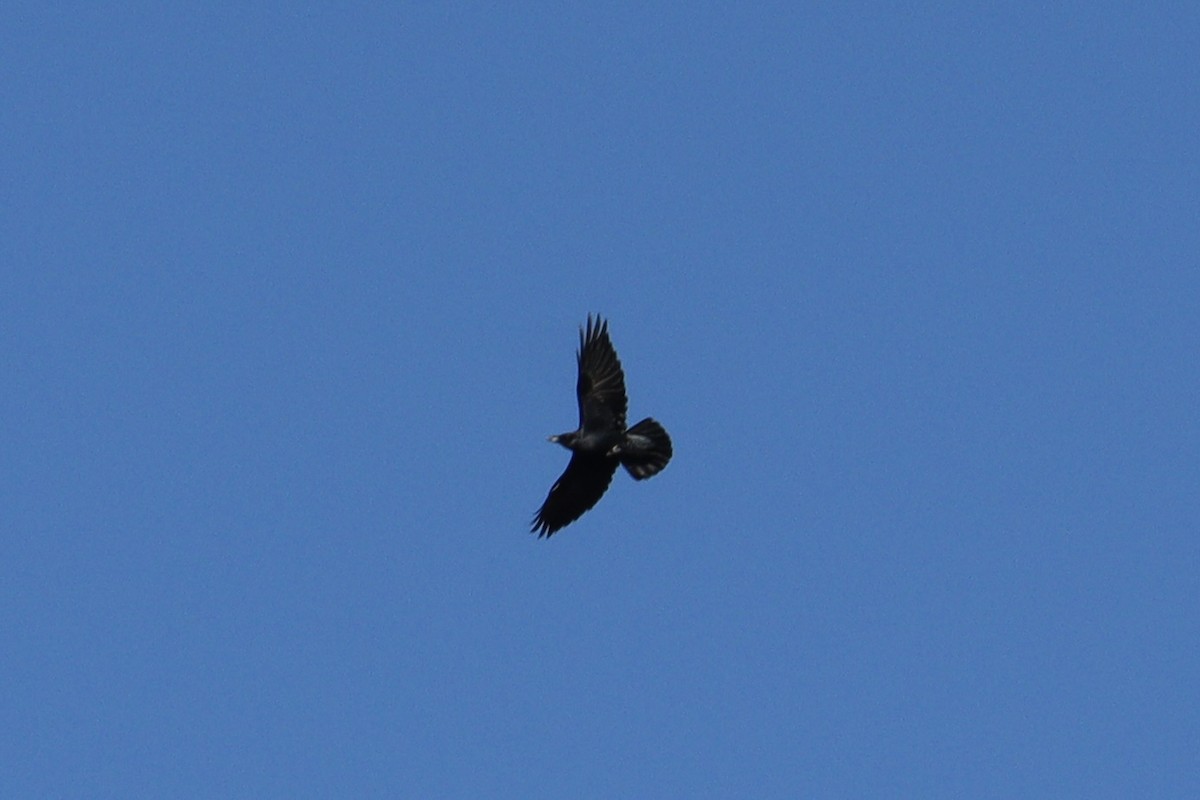 Common Raven - ML626341338