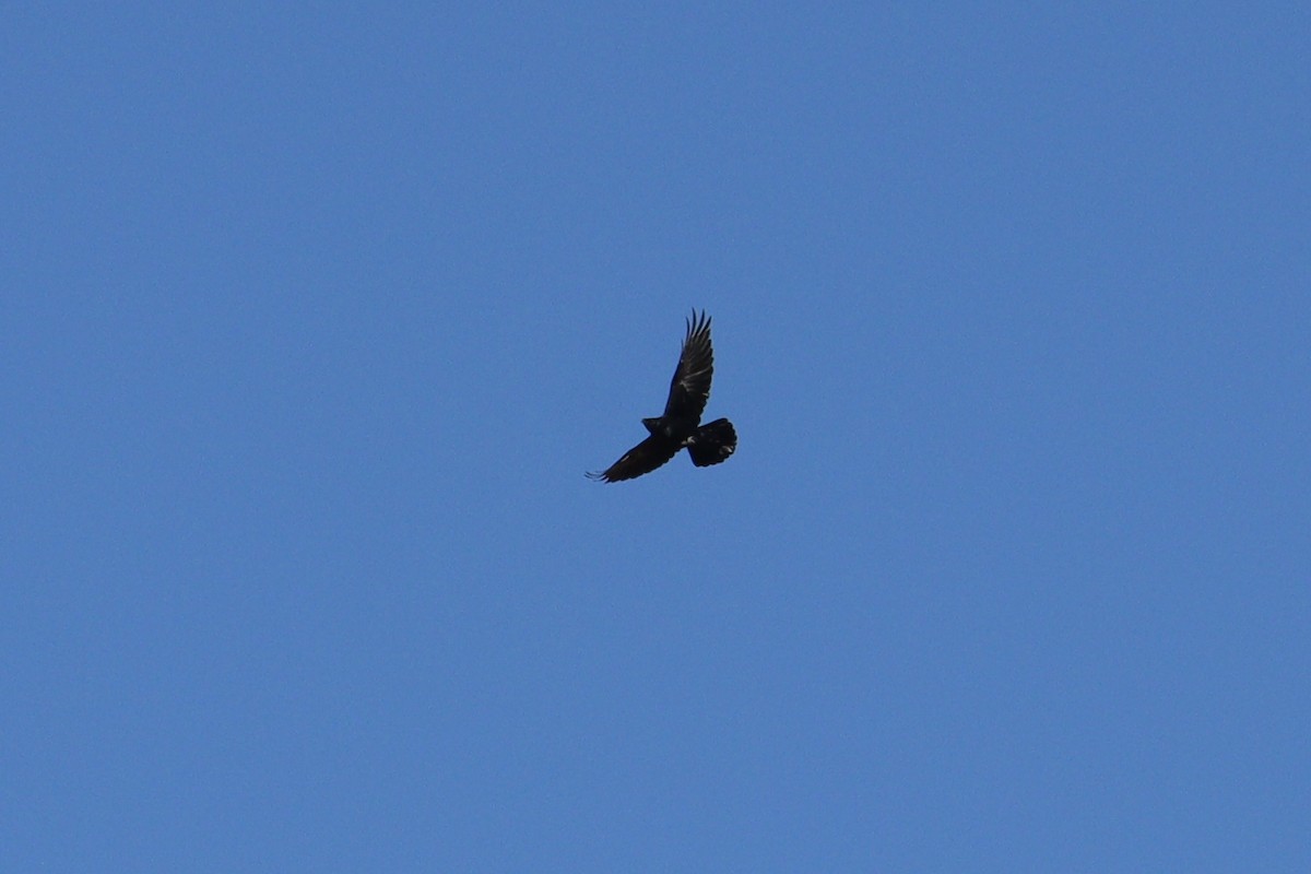 Common Raven - ML626341339