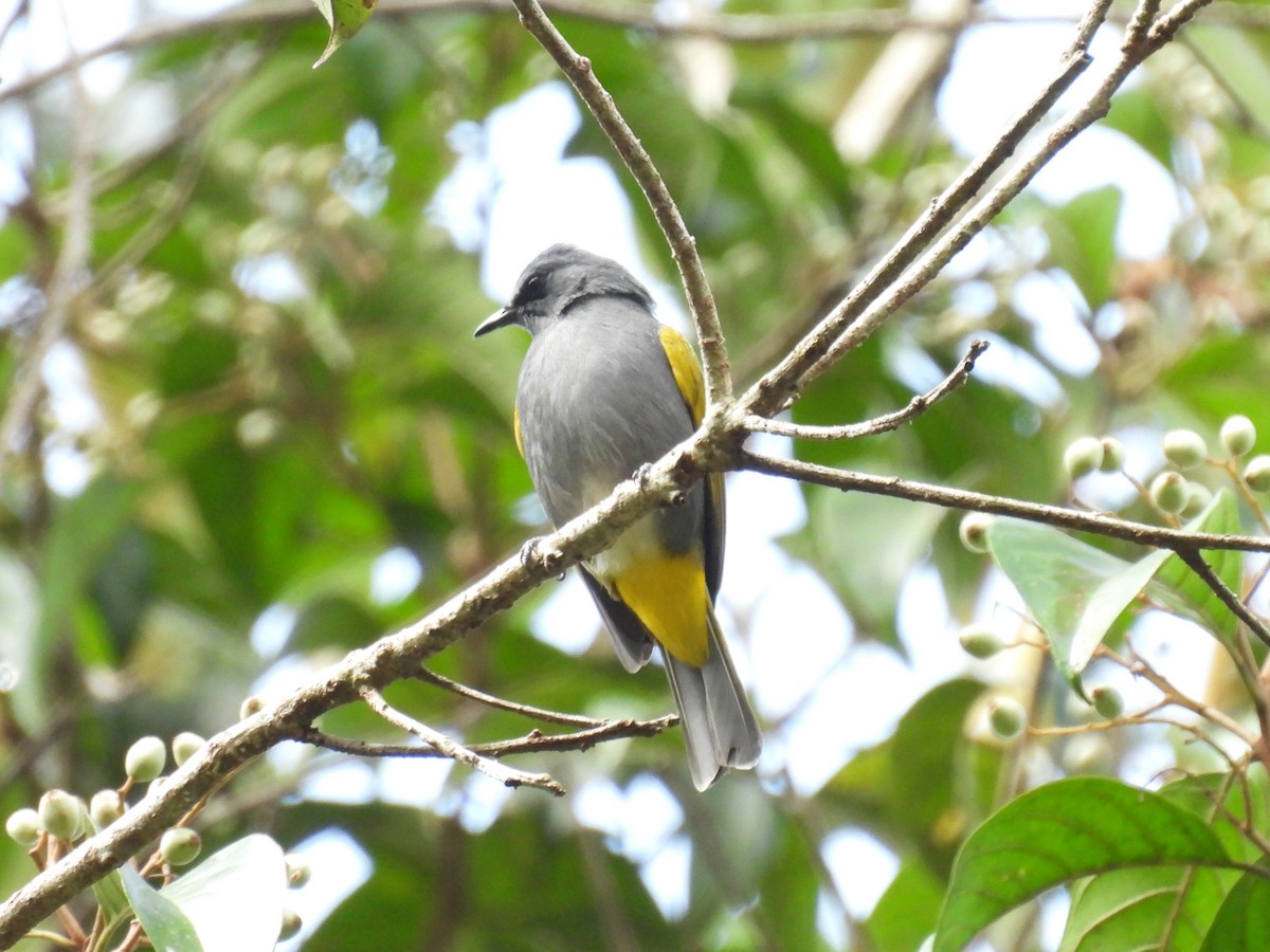 Gray-bellied Bulbul - ML626341344