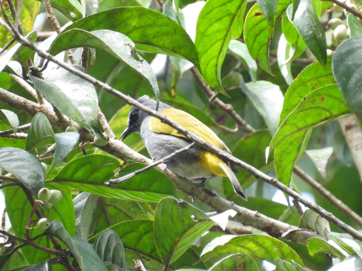 Gray-bellied Bulbul - ML626341345