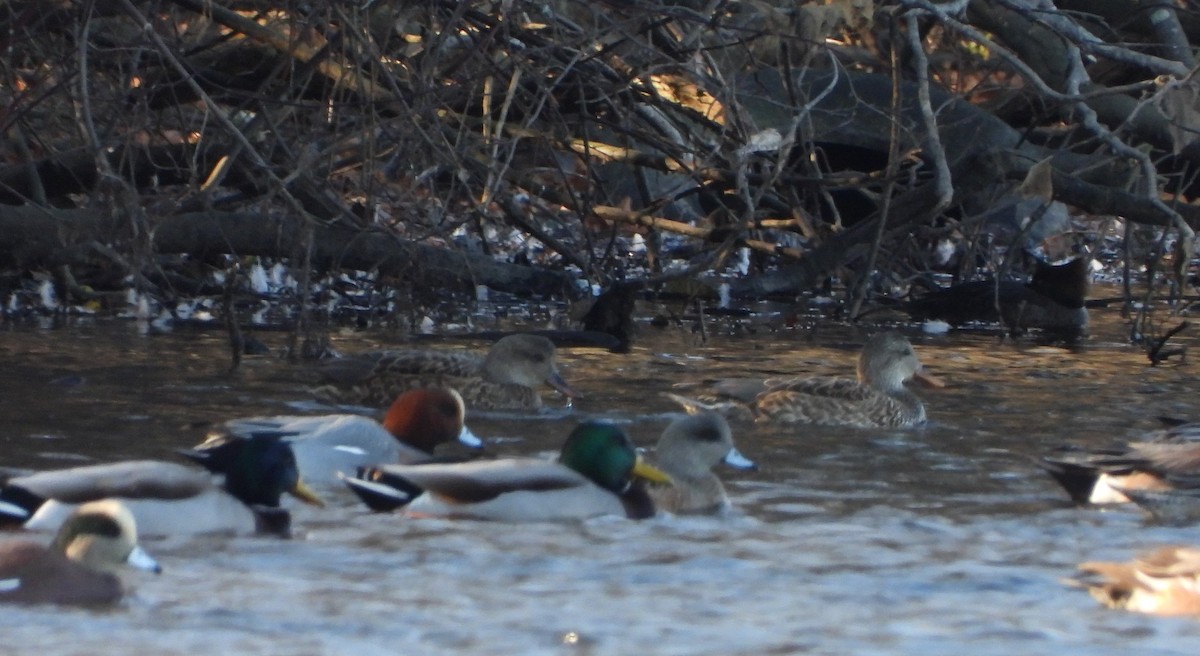 Eurasian Wigeon - ML626341376